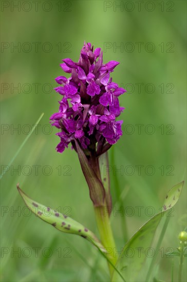 Broad-leaved orchid