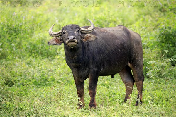 Water buffalo