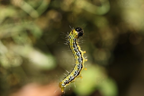 Box tree borer