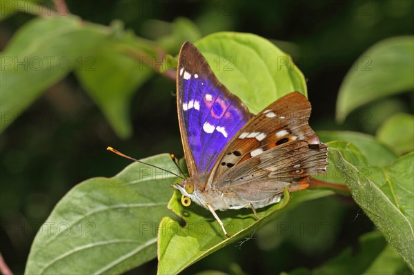 Lesser Schiller Butterfly