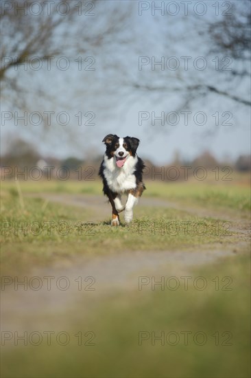 Australian Shepherd