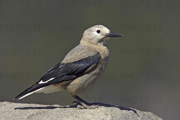 Clark's nutcracker