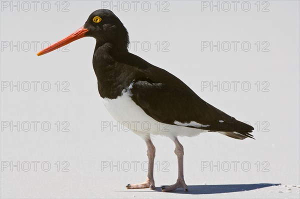 Magellanic Oystercatcher