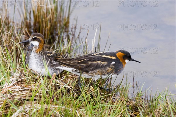 Red-necked phalarope