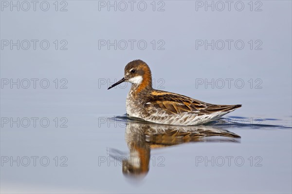 Red-necked Phalarope