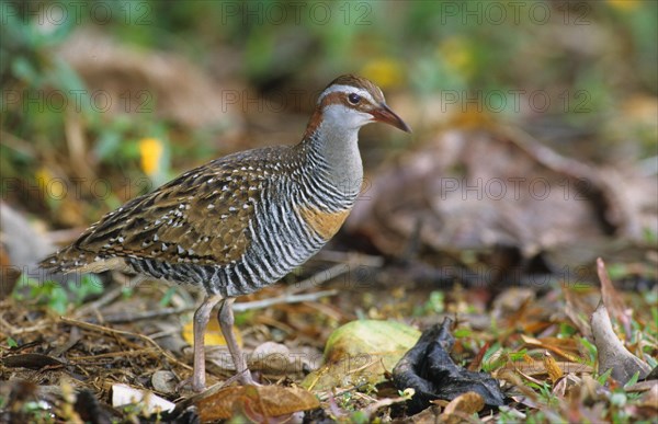 Buff-banded rail