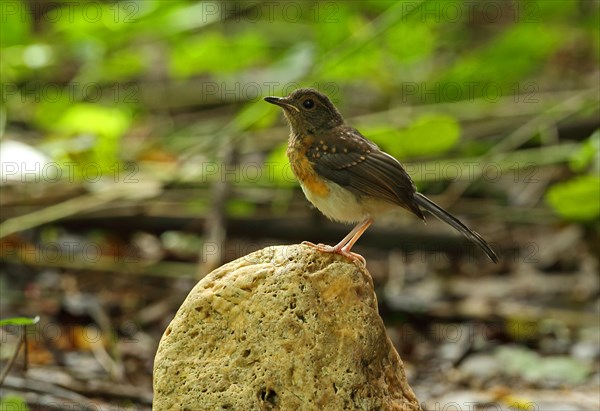 White-rumped Shama