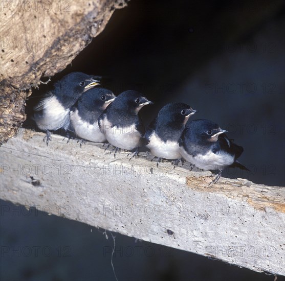 Barn Swallow