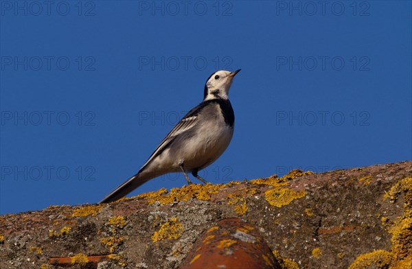 Pied Wagtail