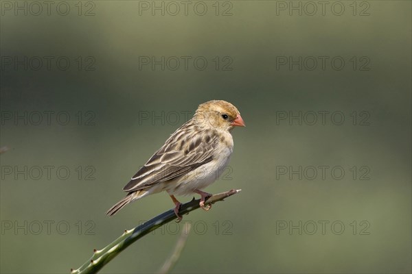 Straw-tailed Whydah