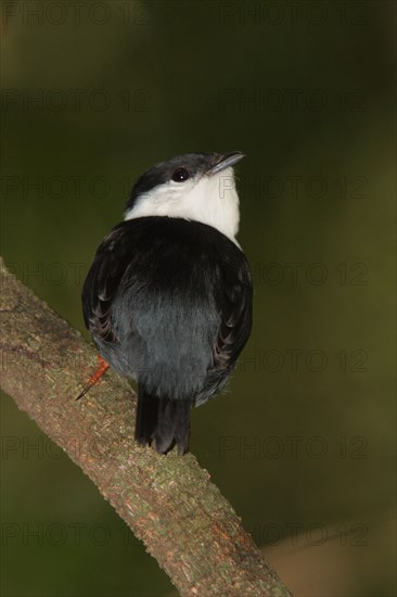 White-bearded Manakin