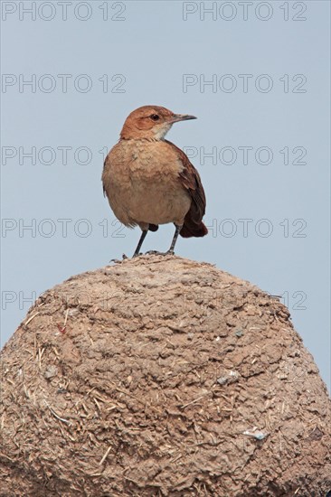 Rufous Hornero