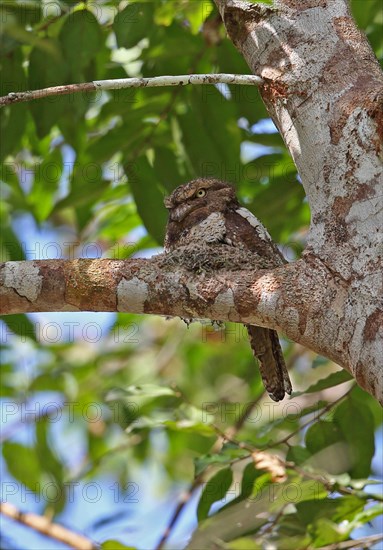 Blyth's frogmouth