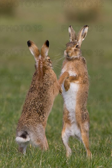 European Hare