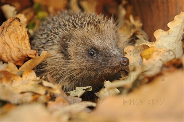 European Hedgehog