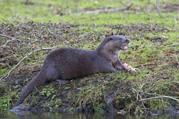 European otter