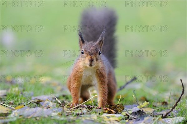 Eurasian red squirrel