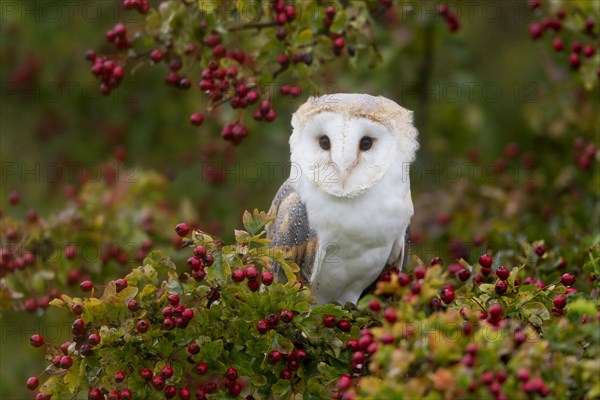 Common barn owl