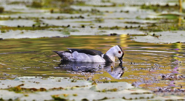 Cotton Pygmy Goose