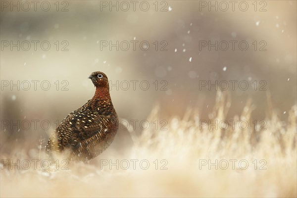 Red Grouse