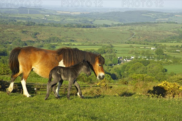 Dartmoor Pony