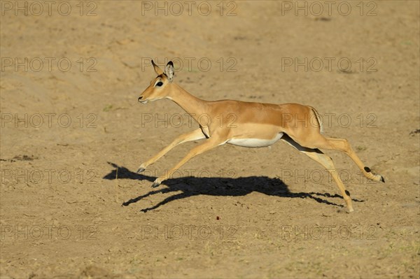 Impala