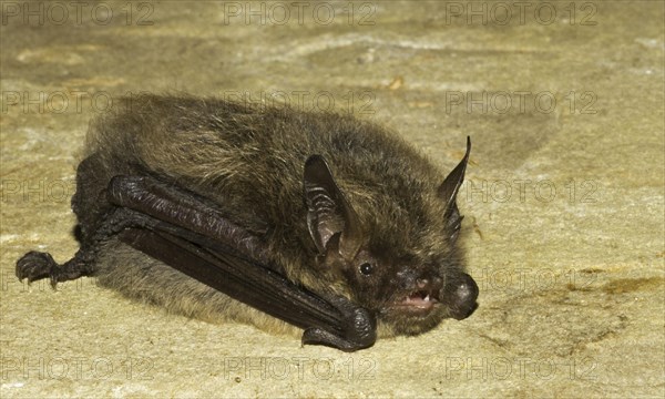 Myotis brandti