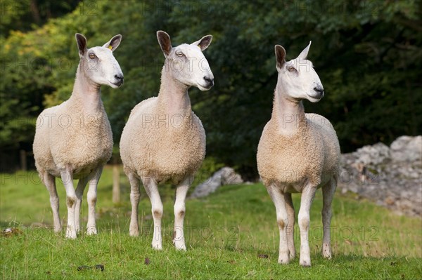 Domestic Sheep