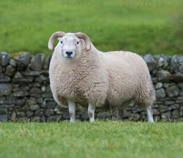 Domestic Sheep