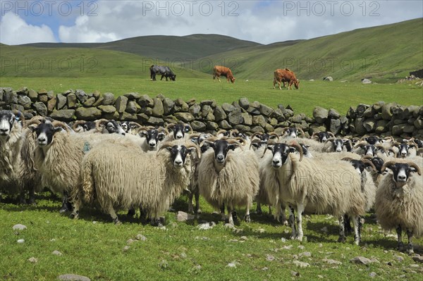 Domestic Sheep