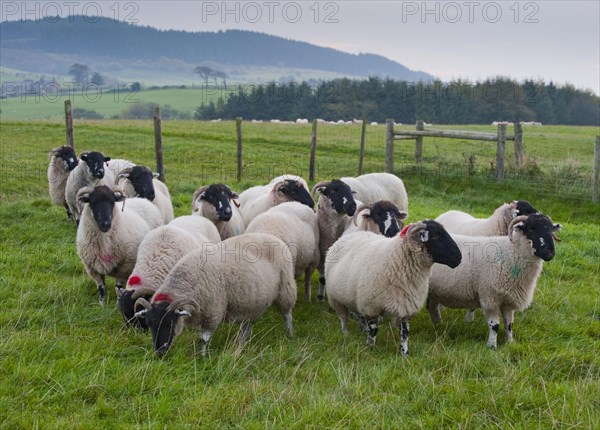 Domestic sheep