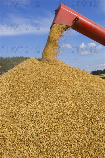 Common oat