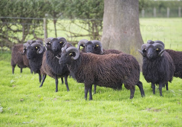 Domestic Sheep