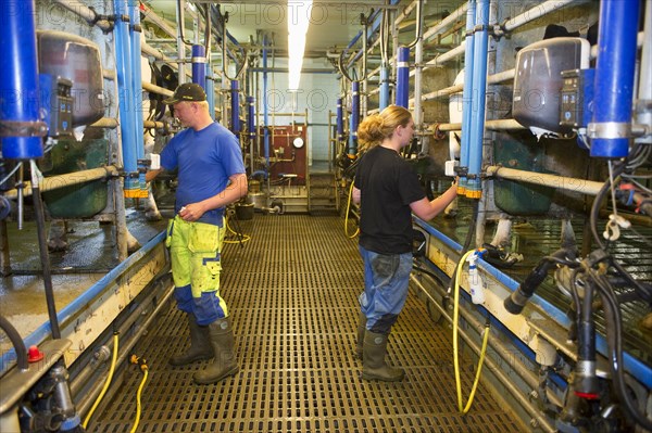 Dairy farmers working in the milking parlour
