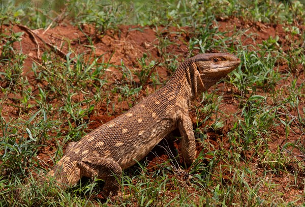 Savannah monitor