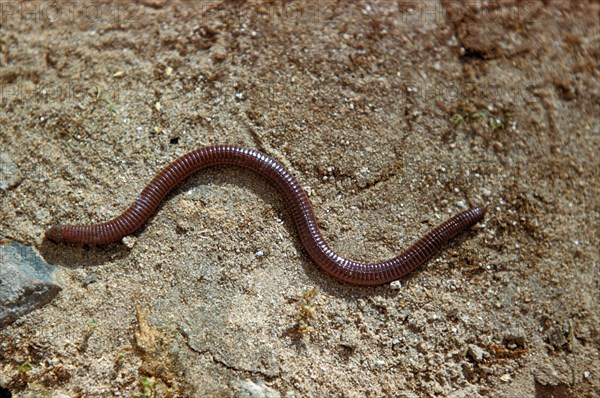 Iberian worm lizard