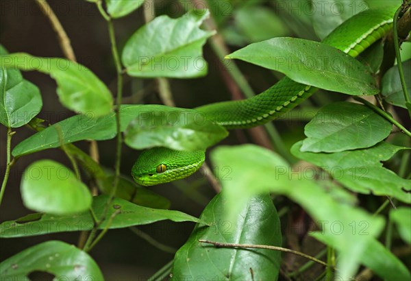 White-lipped island pit vipers