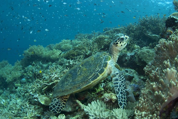 Loggerhead turtle