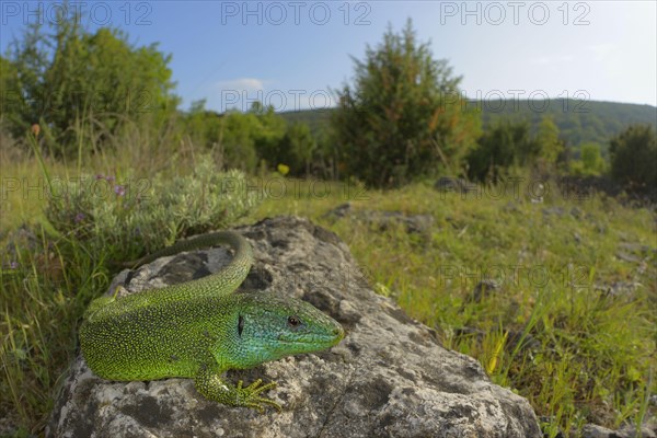 Balkan Green Lizard