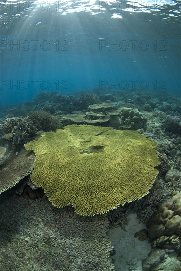 Stony coral