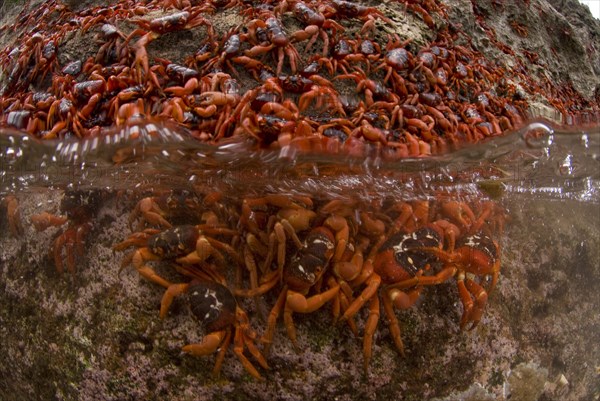 Christmas island red crab