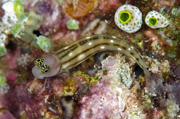 Three-lined Blenny