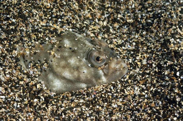 European european plaice