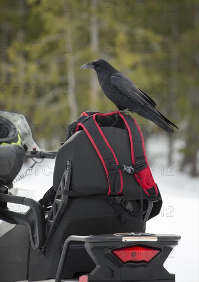 Adult Common Raven