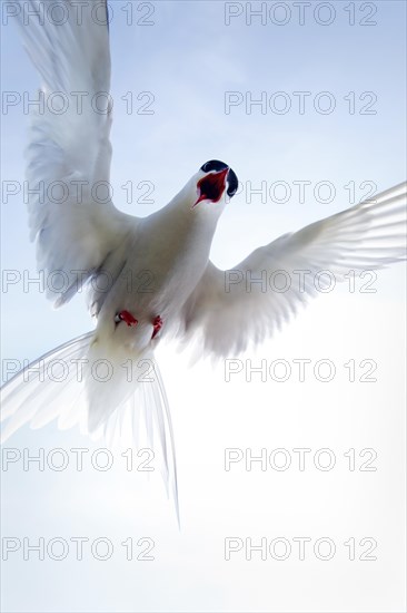 Arctic terns