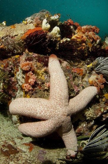 Catala's Starfish