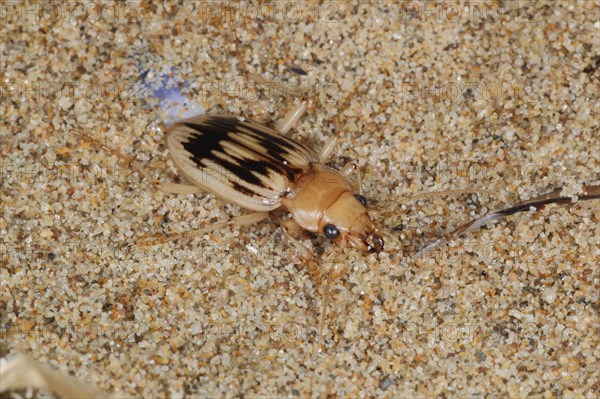 Beachcomber Beetle