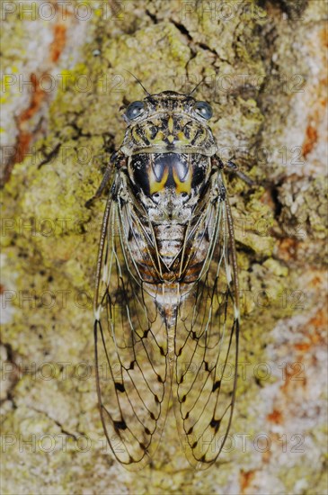 Cicada