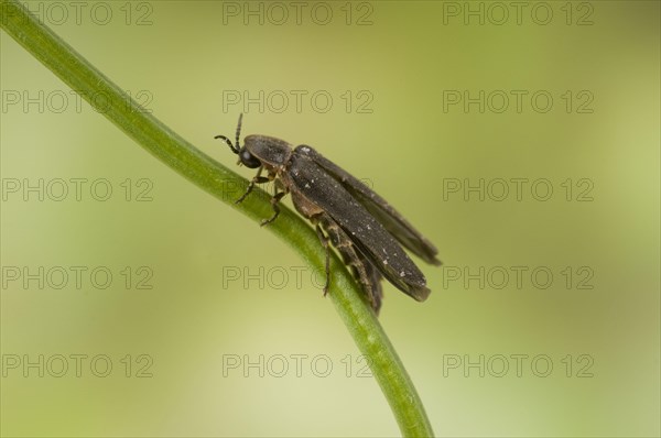 Common Glow-worm