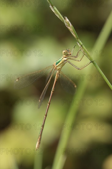 Southern Emerald Damselfly